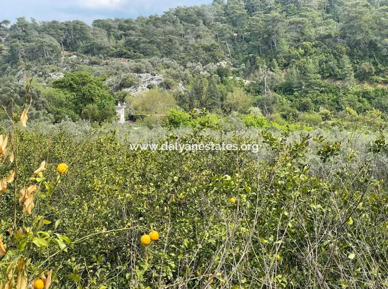 5000M2 Field For Sale At The Beginning Of The Road In Çandır