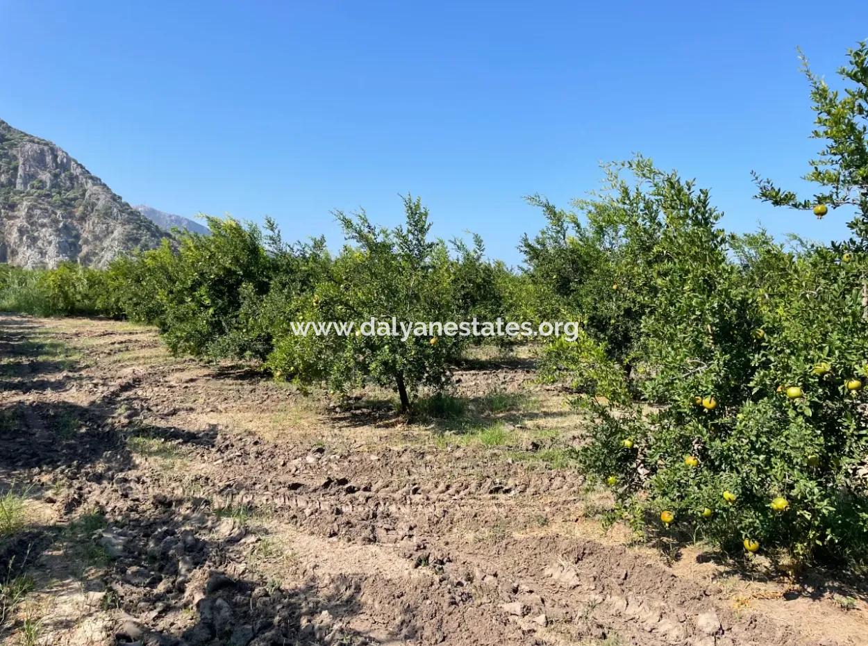 10,000M2 Pomegranate Garden For Sale In Dalyan Arıkbaşı And Gerendüzün
