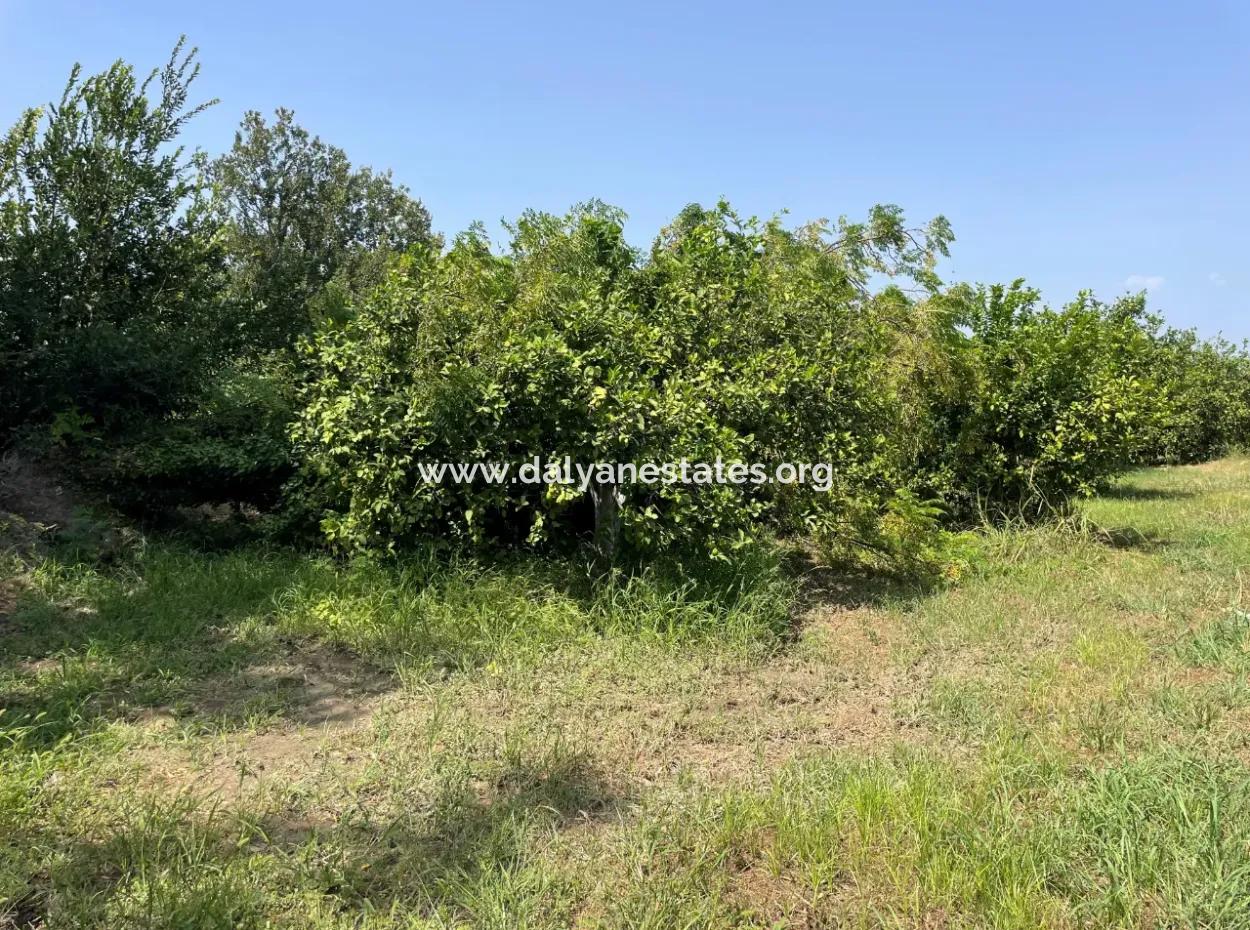 10.000M2 Land For Sale In The Village Built-Up Area In Okçular