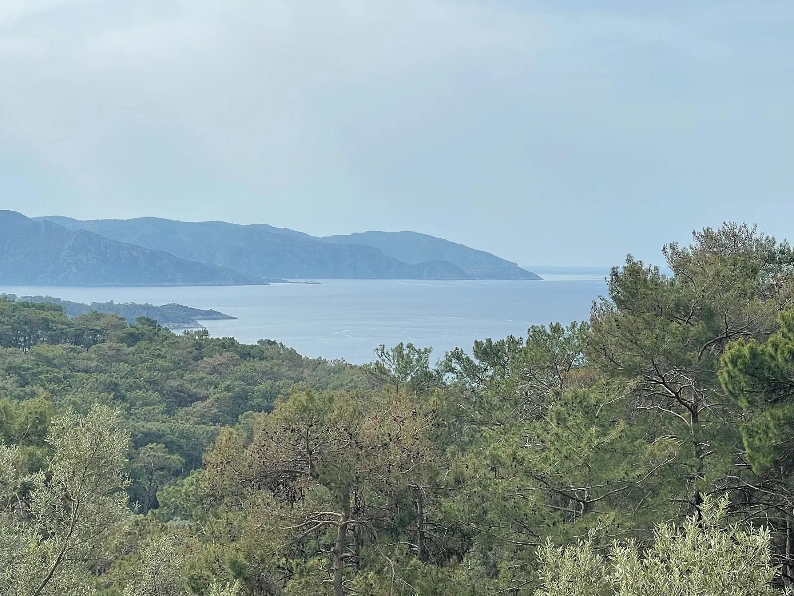 Köyceğiz Ekincik масличный сад с видом на море 7.000m2 2b на продажу
