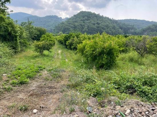 Земля 7800m2 На Продажу В Гёкбеле, Рядом С Дорогой Изтузу Бич Роуд