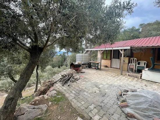 Köyceğiz Ekincik Масличный Сад С Видом На Море 7.000m2 2b На Продажу