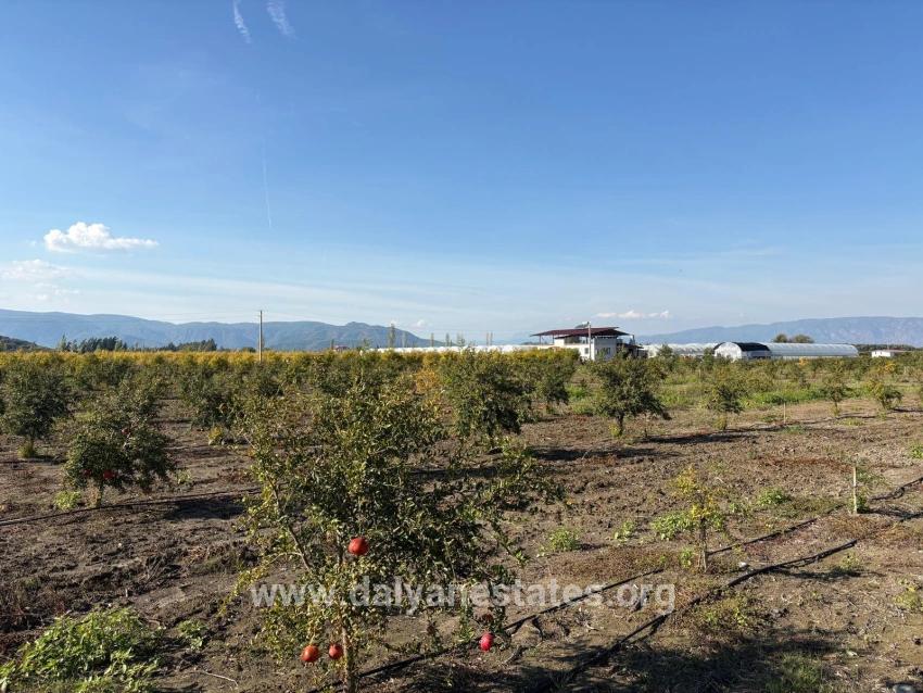 Eskiköy'de 21500m2 Satılık Nar Bahçesi