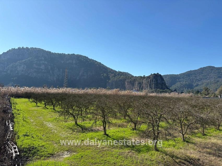 Dalyan'da Bağ Bahçe Olarak 5985m2 %5 İmarlı Satılık Arsa