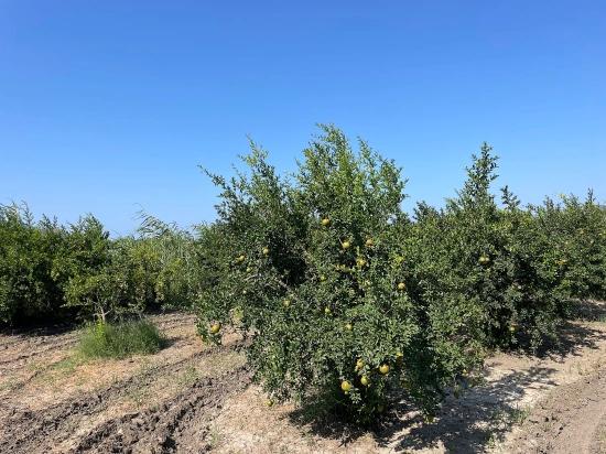 Dalyan Arıkbaşı Gerendüzü Mevkiinde 10,000m2 Satılık Nar Bahçesi