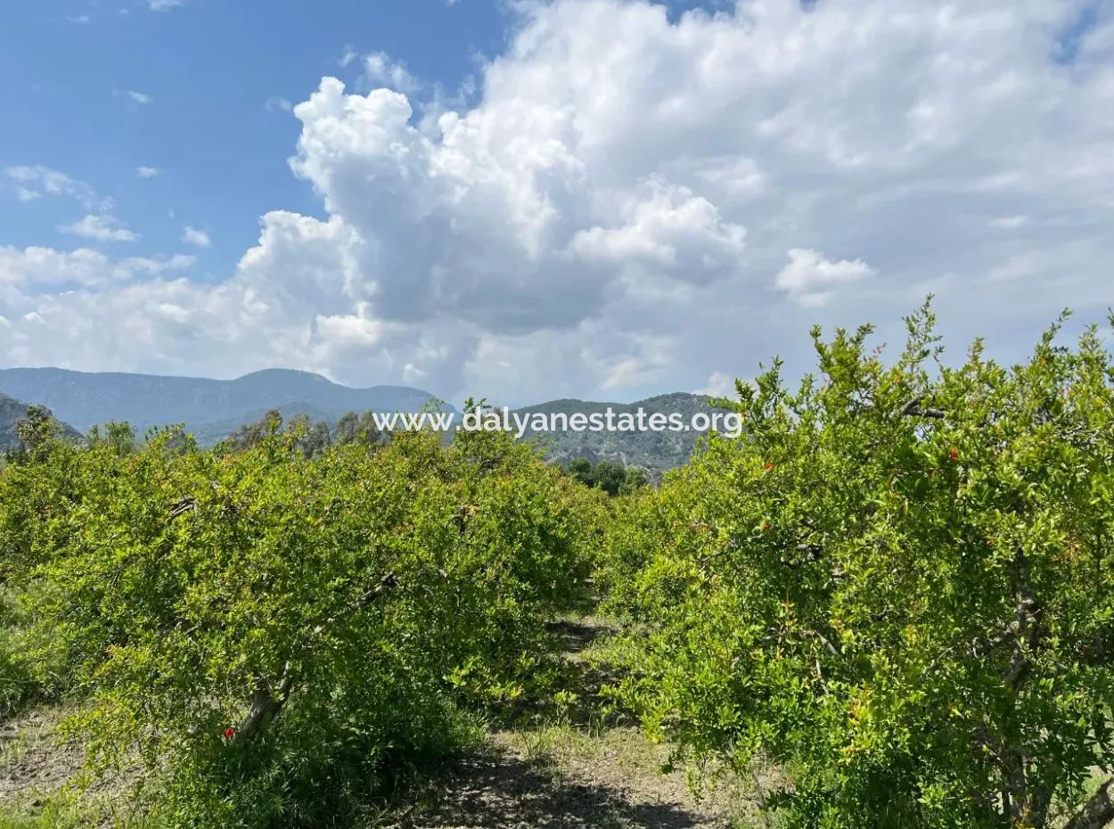 Dalyan Maraş Mevkiinden 5,100M2 %5 Konut İmarlı Satılık Arsa