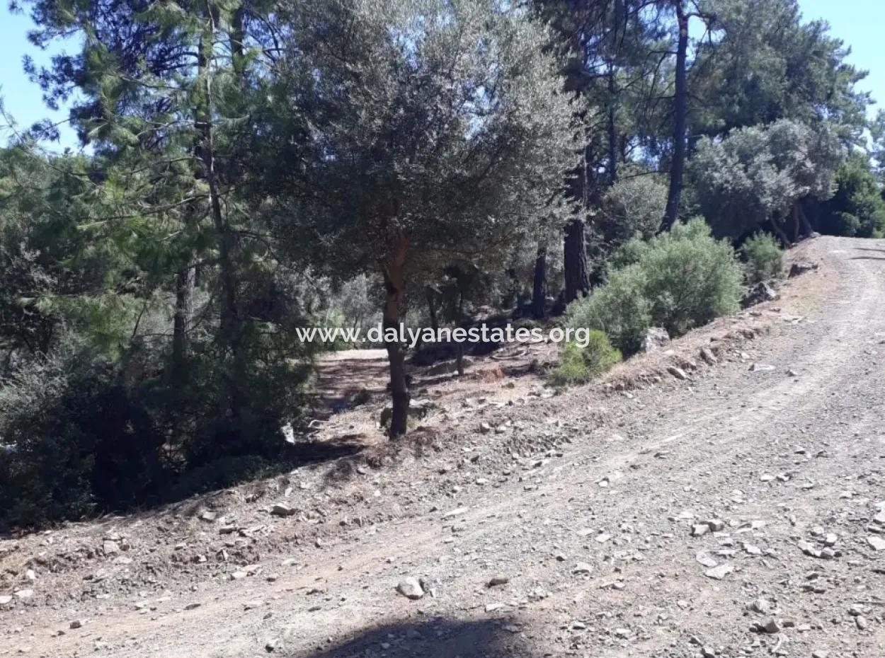 Çandır Satılık Arsa Çandır İztuzudaya Yakın 2367M2 Satılık 2B