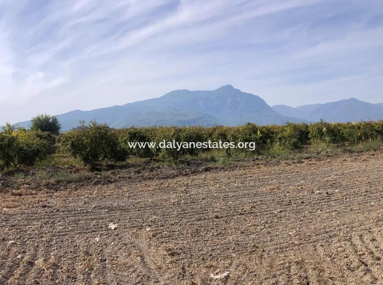 Esköyde Satılık Tarla Arsa 8500M2 Satılık Tarla Arsa