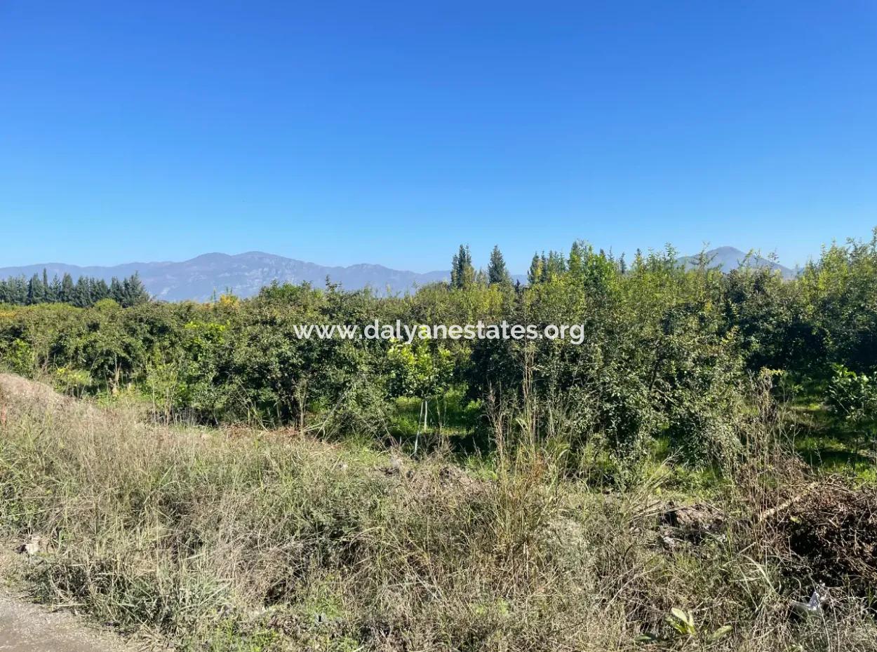 Dalyan'da Satılık 2223M2 Tarla
