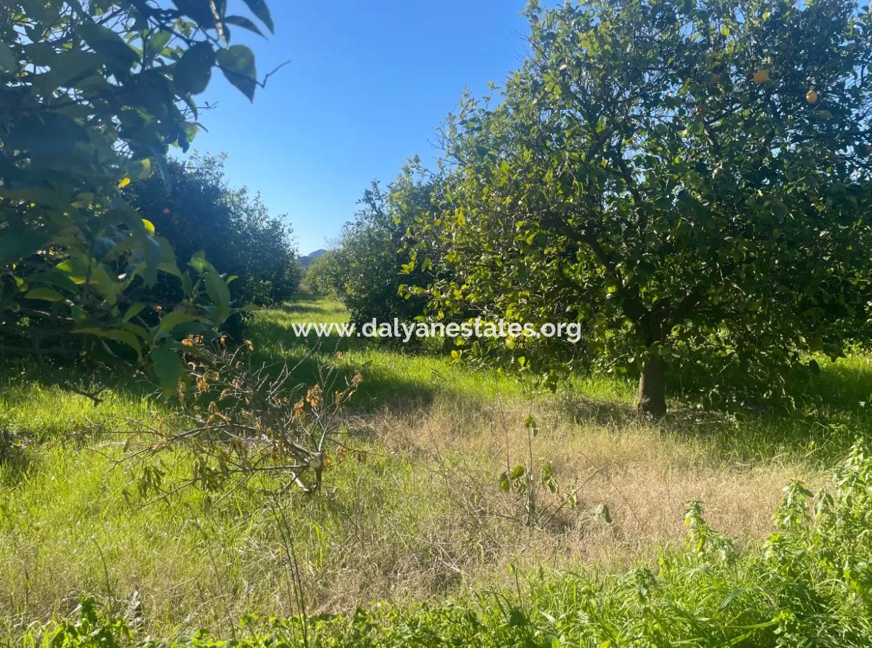 Dalyan Satılık Arsa 5227M2 Satılık Arsa