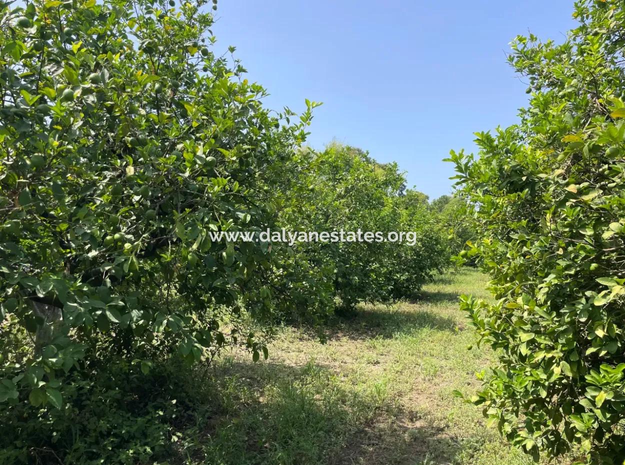 Okçular'da Köy Yerleşik Alanı İçerisinde 10.000M2 Satılık Arazi