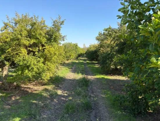 Eskiköy'de 6150M2 Satılık Limon Ve Nar Bahçesi